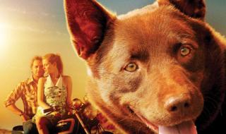 关于狗狗的感人电影 除了《犬王》和《一条狗的使命》,还有哪些关于狗的电影比较好看感人